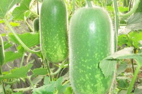 今日吃瓜必吃大瓜免费翰林府,免费翰林府，揭秘神秘豪宅背后的故事